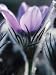 Blooming Pasque Flower with Purple Petals Photographic Poster