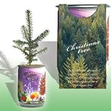 The Patent Magic Plant- Christmas Tree(Fir)