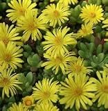 Amazon / Hirts: Perennials; Sun: Yellow Ice Plant Perennial - 25 Plants - Delosperma