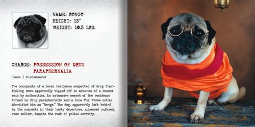Pug Mugs: Good Pugs Gone Bad [Hardcover]