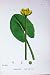 Botany Plants C1902 Least Water Lily Nuphar Flowers