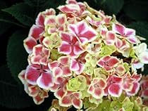 Harlequin Bigleaf Hydrangea Bush - NEW - Unusual