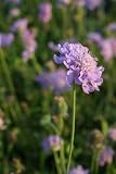 Eigenschaften PflanzenReich  / Pflanzenset: 3 x Scabiosa columbaria 'Nana' - Zwerg-Skabiose