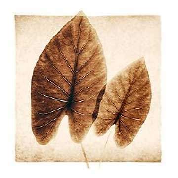 Cover image : Kunstdruck / Poster: Mandolfo, Taro Leaves, 31 x 31