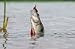 Fishing. Caught Perch - 24"W x 16"H - Peel and Stick Wall Decal by Wallmonkeys