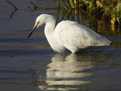 Great Egret, Santee Lakes Recreation Area, California