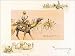 Somali Camel Corps - Art Print Poster 16 x 9
