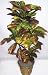 4' Artificial Croton Plant