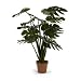 Monstera Deliciosa - 3' in height