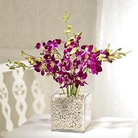 10 Singapore Orchids