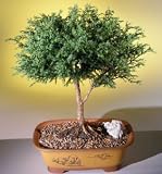 Bonsai Boy's Blue Moss Cypress Bonsai Tree <br><i>(chamecyparis glauca minima)</i>