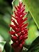 Reine De Malaise Flower at the Balata Botanical Gardens, Martinique, West Indies Art ...