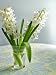 White Carnegie Hyacinth Premium Poster Print, 12x16