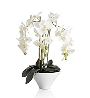 Large White Orchid in White Pot