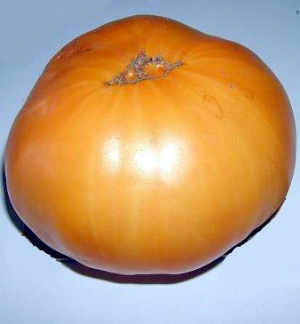 Yellow Giant Belgium Tomato 4 Plants