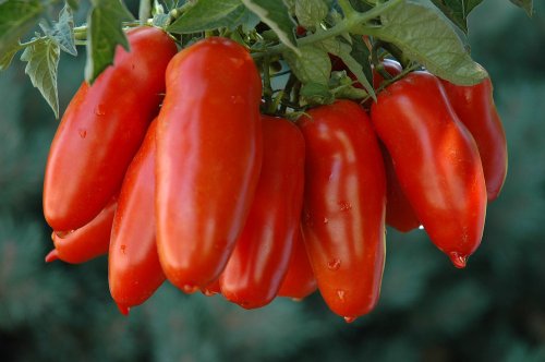 San Marzano Tomato 4 Plants - Hybrid and Vigorous San Marzano Tomato 4 Plants - Hybrid and Vigorous