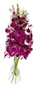 Fresh Cut Orchid Flowers Purple Dendrobium 10 Stems