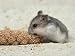 Young Dwarf Hamster Eating Millet Photographic Poster Print by Wegner, 16x12