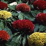 Celosia Cockscomb