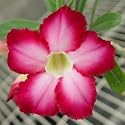 9GreenBox - Adenium Desert Blue Phoenix House Plant Bonsai