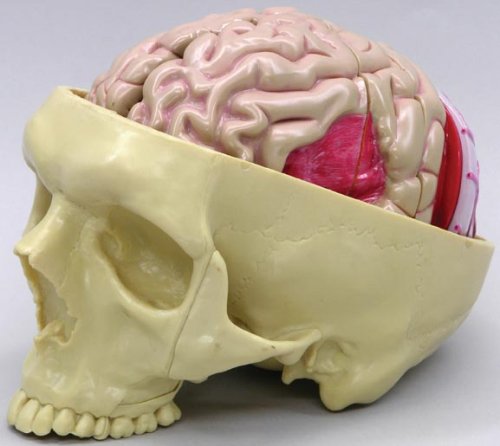 Brain Anatomical Model Full Size for Education
