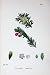 Botany Plants C1902 Common Yew Taxus Baccata Flowers