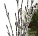 Box of Ice Twig Branches for Holiday Floral Arrangements - 72 Branches
