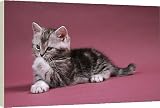 Box Canvas Print of Cat - Kitten cleaning itself, licking paw from Ardea