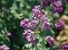 A Large Bumblebee over a Colorful Money Plant, Also Known as Silver Dollar Flower Photographic Poster Print by Stephen St. John, 30x40