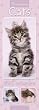 Official Rachel Hale Cats 2010 Slim Calendar