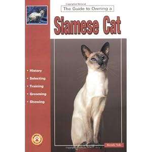 Guide to Owning a Siamese Cat