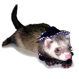 Ferret �v�`�E�G�X�^���V���c M �u���[