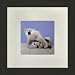 Susho, King Silk Art Handmade Silk Embroidery - Mother Polar Bear Cuddling Her Cub - White Mat Framed Regular Size 14053WF