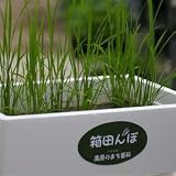ロイヤルガストロ　箱田んぼキット（簡単お米生育キット）