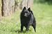 Schipperke Debout - 18