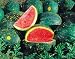 Moon and Stars Watermelon 25 Seeds