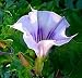Tatula Angels Trumpet 10 Seeds