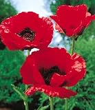 41pkPVv6VFL. SL160  Oriental Poppy Seeds