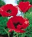 Brilliant Red Oriental Poppy 600 Seeds