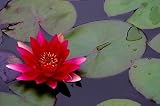 Water Lily Nymphaea 20 Seeds