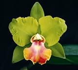 Blc Crowfield 'Mendenhall' HCC/AOS Orchid Plant