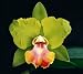 Blc Crowfield 'Mendenhall' HCC/AOS Orchid Plant