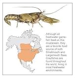 Koppers Crawfish Wake Bait - MUSTARD - 2 - 3/8oz