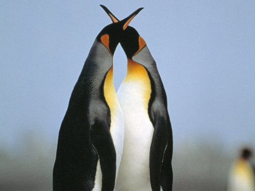 Footsteps In The Snow. 6 quot;Footsteps in the Snowquot;