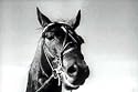 The History of Dan Patch (1949) - A World Record Horse Racing Sports Docudrama By Joseph Newman Starring Gail Russell, Charlotte Greenwood & Henry Hull [Based on a True Story]
