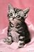Kitten - Cute Wall Poster Animal Poster Print, 22x34