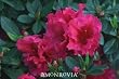Azalea "Red Ruffles" One Gallon