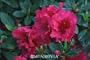 Azalea "Red Ruffles" One Gallon