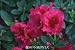 Azalea "Red Ruffles" One Gallon