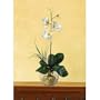Nearly Natural Mini Phalaenopsis Liquid Illusion Silk Orchid - White Yellow